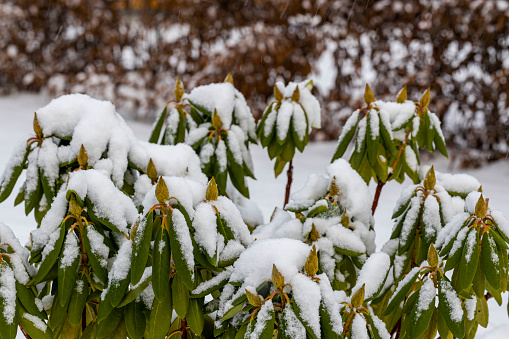 Close-up tree branch covered in snow from recent snowstorm.\n\nTaken in the Sierra Nevada Mountains, California, USA