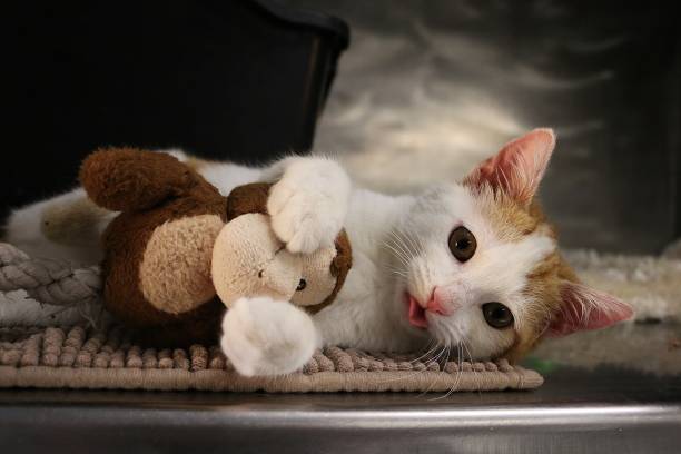 istock small kitten head portrait indoor 1293313112