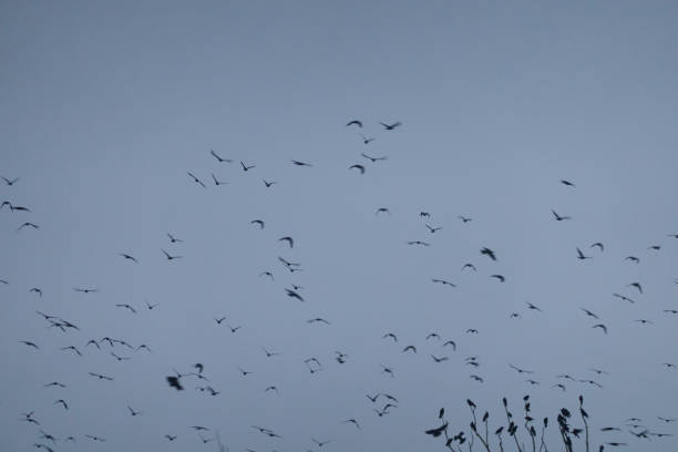 A flock of birds rest in a tree on a cold winter's day. Madrid. Spain