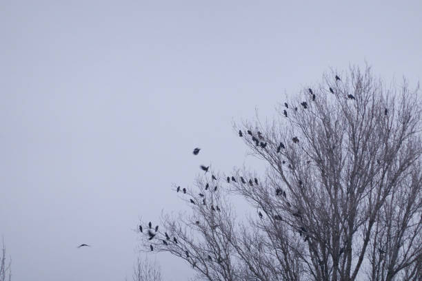 istock A flock of birds rest in a tree on a cold winter's day. Madrid. Spain 1293313326