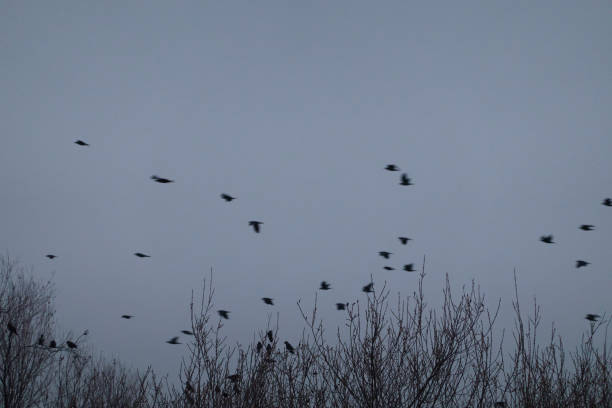 istock A flock of birds rest in a tree on a cold winter's day. Madrid. Spain 1293313327