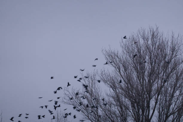 istock A flock of birds rest in a tree on a cold winter's day. Madrid. Spain 1293313329