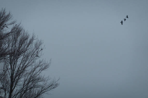 istock A flock of birds rest in a tree on a cold winter's day. Madrid. Spain 1293313330