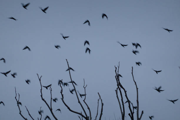 A flock of birds rest in a tree on a cold winter's day. Madrid. Spain