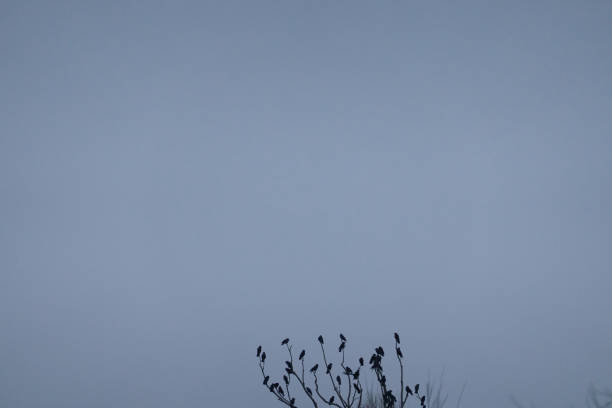 A flock of birds rest in a tree on a cold winter's day. Madrid. Spain
