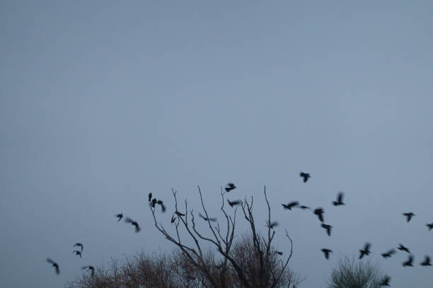 A flock of birds rest in a tree on a cold winter's day. Madrid. Spain