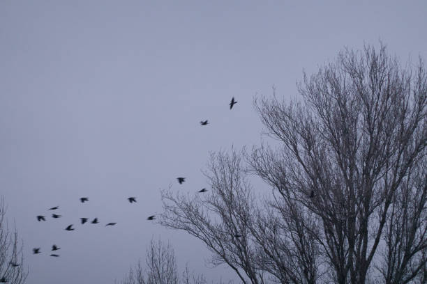 istock A flock of birds rest in a tree on a cold winter's day. Madrid. Spain 1293313337