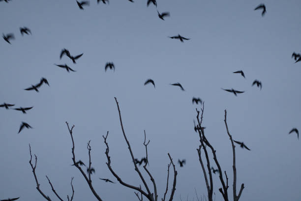 istock A flock of birds rest in a tree on a cold winter's day. Madrid. Spain 1293313347