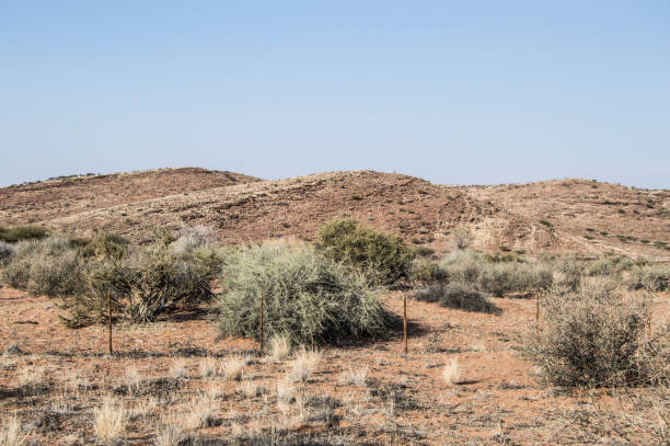 istock Beautiful Kalahari Landscape 1293314163
