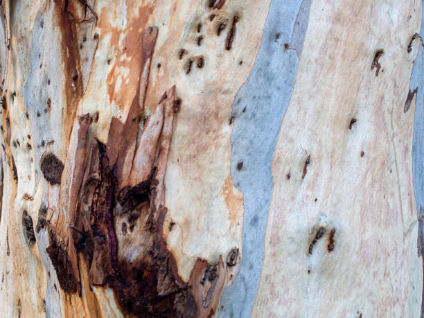 istock Close up of bark of cedar tree texture background. 1293314420
