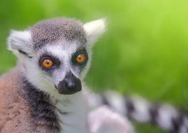 Photo of Catta on a green background with copy space. Ring- tailed lemur. Animal of the island of Madagascar. Horizontal photo