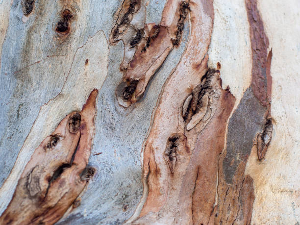 istock Close up of bark of cedar tree texture background. 1293314548