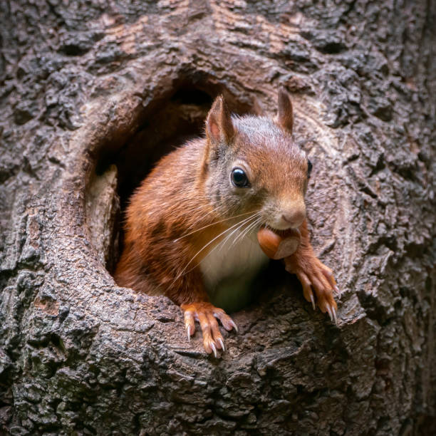 istock Eurasian red squirrel (Sciurus vulgaris) cautiously peeks out of the hole in a tree 1293315112