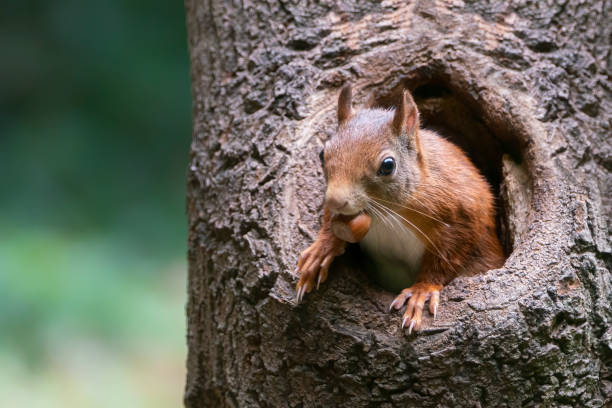 istock Eurasian red squirrel (Sciurus vulgaris) cautiously peeks out of the hole in a tree 1293315113