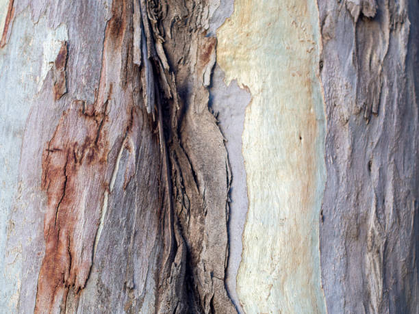 istock Close up of bark of cedar tree texture background. 1293315443