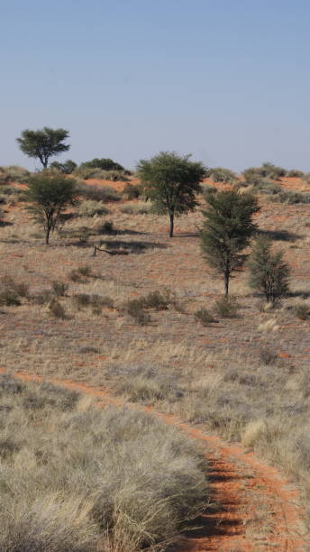 istock Beautiful Kalahari Landscape 1293315631