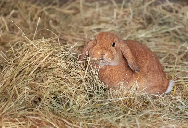 A lop-eared red rabbit sits in dry grass. Pet.