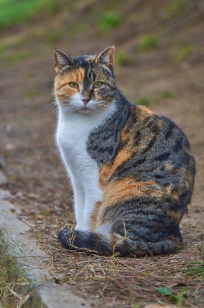 istock Cute Cat in the garden 1293317177