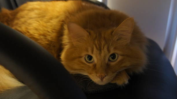 istock Fat ginger cat lies on a leather armchair 1293317204