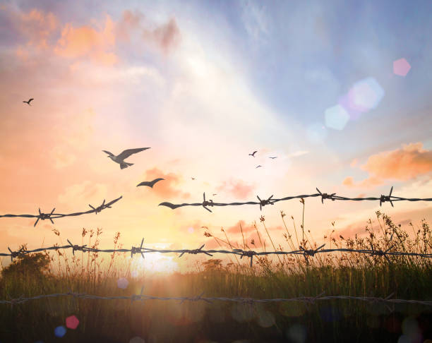 istock Bird flying and barbed wire over autumn sunset 1293317244