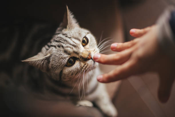 Cute grey kitten sniffing baby hand. Cute grey kitten sniffing baby hand. Tabby grey cat. cat sniff stock pictures, royalty-free photos & images