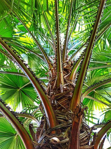 istock Full frame of close up palm tree from below 1293318267
