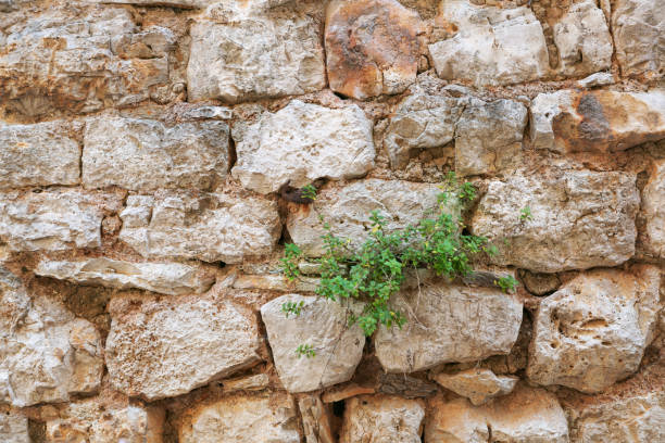 istock Old stone wall with sprouted plants. Texture, natural background 1293318430