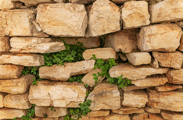istock Old stone wall with sprouted plants. Texture, natural background. 1293318692