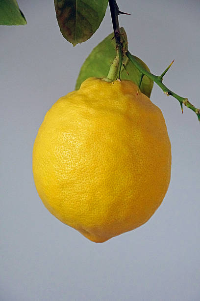 istock Big yellow lemon on a branch on a white background 1293319128