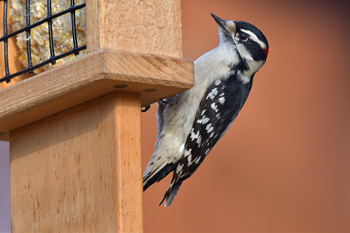 Downy woodpecker in winter sunlight at a suet feeder in the Connecticut countryside