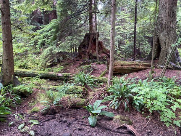 Pristine forests and trails on Vancouver Island, British Columbia