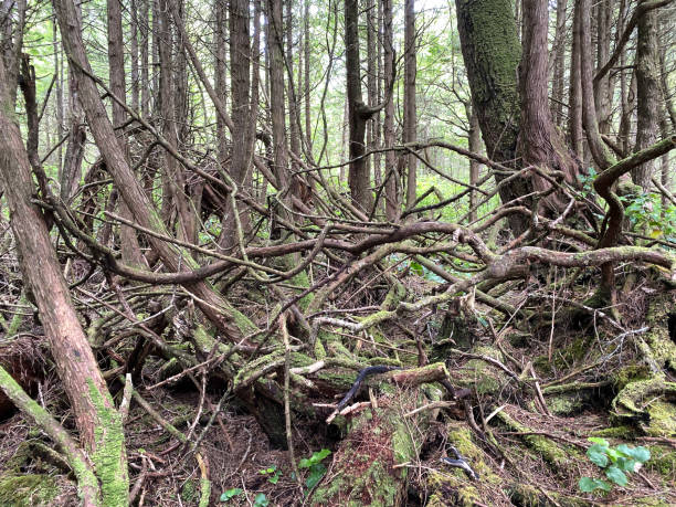 istock Port Renfrew hiking trails 1293320296
