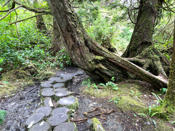 istock Port Renfrew hiking trails 1293320338