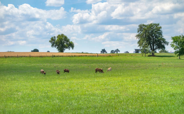 ländliche landschaft mit ziegen - 32557 stock-fotos und bilder