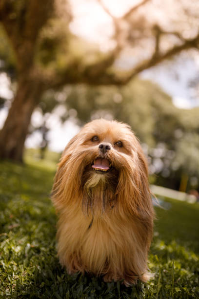 istock Dog smiling sitting on the grass 1293320402
