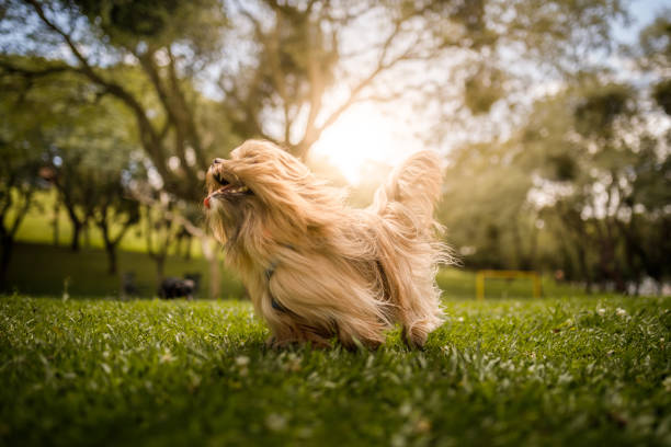 The Shih Tzu  is a toy dog breed originating from Tibet and having been bred from the Pekingese and the Lhasa Apso.