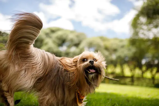 Photo of Dog playing with stick