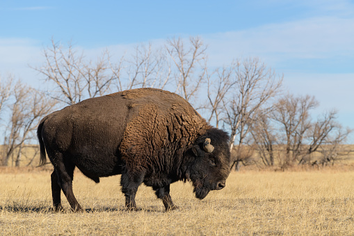 Bison, buffalo, Utah