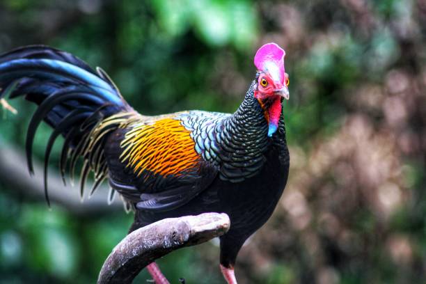 istock Wild rooster in the forest 1293323338