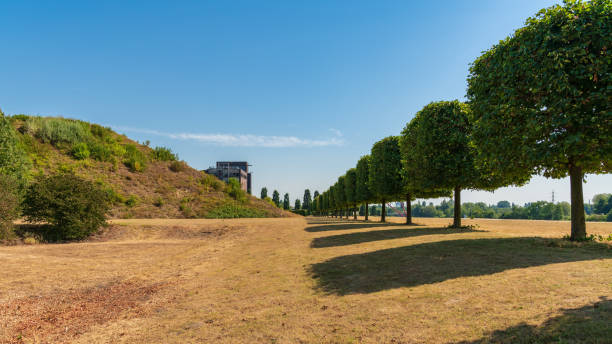 A row of pruned trees on a dried up meadow, with the ruin of an old coal bunker in the background, seen in the Nordsternpark, Gelsenkirchen, North Rhine-Westfalia, Germany