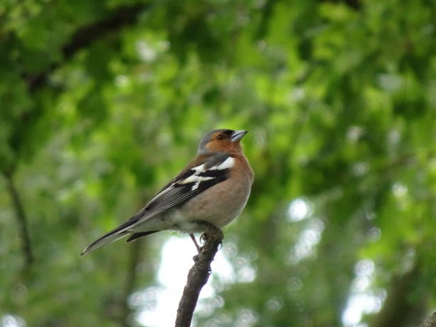 istock Chaffinch male portrait 1293323467