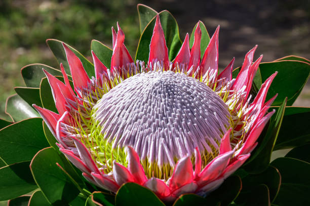 istock King protea pink flower blooming 1293324213