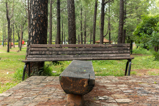 istock Wooden bench in the jungle 1293324419