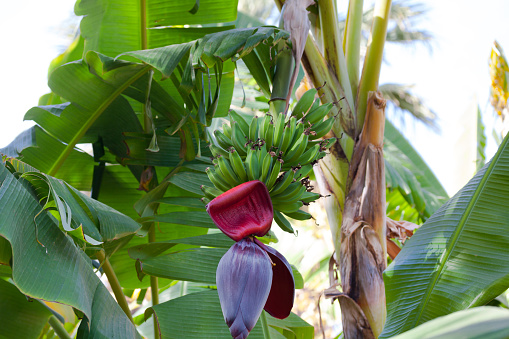 Organic bananas at tree with flower in Medina of Marrakech