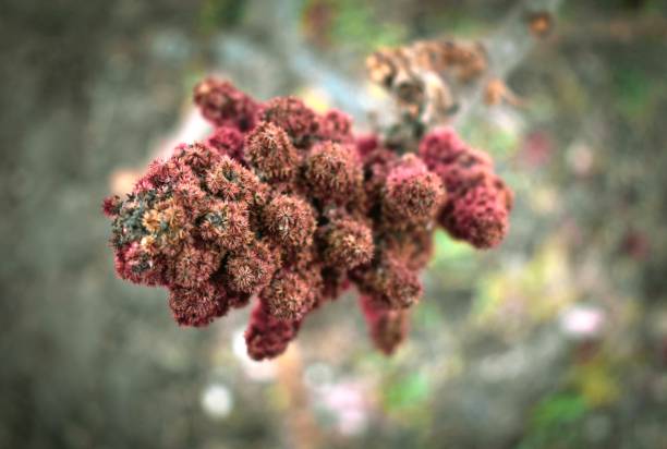 istock Outdoors enviromental beauty 1293331048