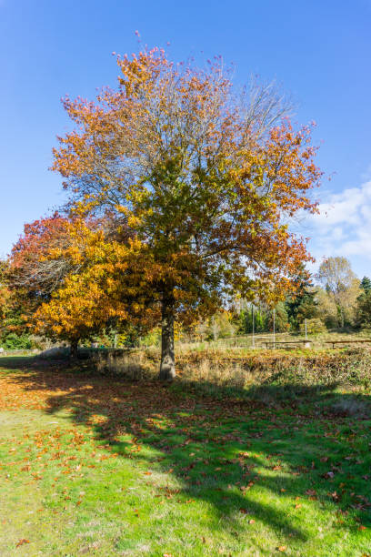 istock Seatac Sports Field 7 1293332304