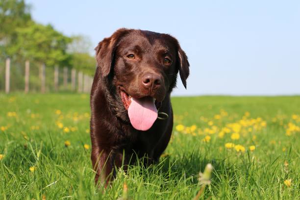 коричневый лабрадор ретривер идет в высокой траве с одуванчиками - field dog retriever green стоковые фото и изображения