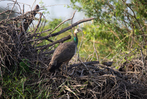 Peafowl wandering wild in a forest