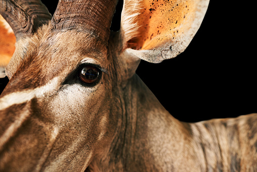 Close-up of the head of a mounted buck sitting against a black background