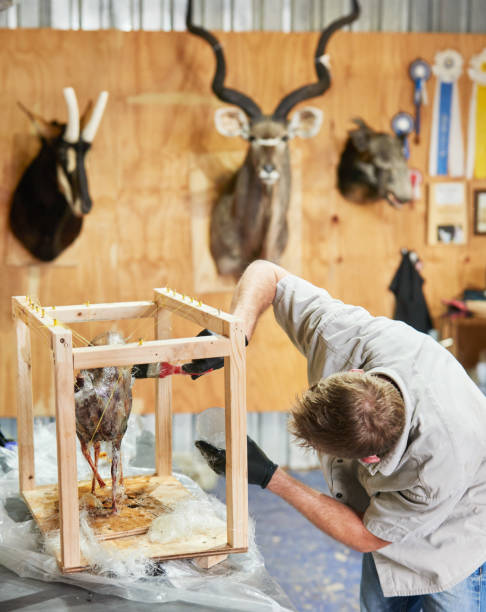 istock Taxidermist working on a mold in his workshop 1293334209